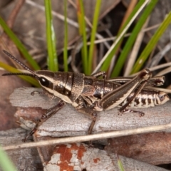 Monistria concinna (Southern Pyrgomorph) at Mount Clear, ACT - 3 Oct 2021 by rawshorty