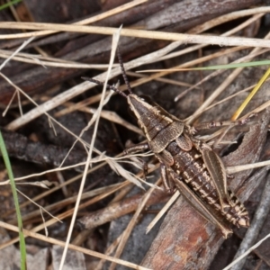 Monistria concinna at Mount Clear, ACT - 3 Oct 2021 10:30 AM