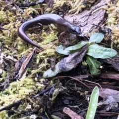 Anepischetosia maccoyi (MacCoy's Skink) at Cotter River, ACT - 2 Oct 2021 by BrianHerps