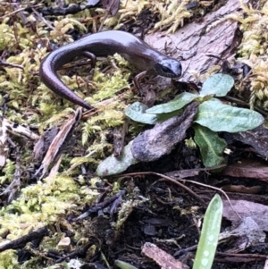 Anepischetosia maccoyi at Cotter River, ACT - 3 Oct 2021 10:14 AM