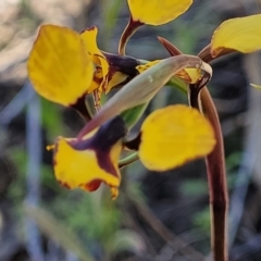 Diuris pardina (Leopard Doubletail) at Molonglo Valley, ACT - 4 Oct 2021 by trevorpreston