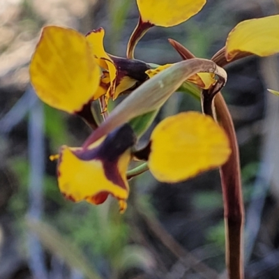 Diuris pardina (Leopard Doubletail) at Molonglo Valley, ACT - 4 Oct 2021 by tpreston