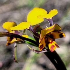 Diuris pardina at Molonglo Valley, ACT - 4 Oct 2021