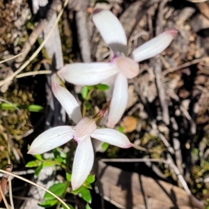 Caladenia ustulata at Molonglo Valley, ACT - 4 Oct 2021