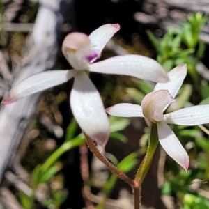 Caladenia ustulata at Molonglo Valley, ACT - suppressed