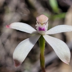 Caladenia ustulata at Molonglo Valley, ACT - suppressed