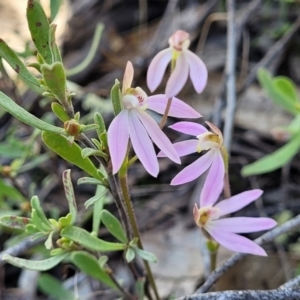 Caladenia carnea at Molonglo Valley, ACT - suppressed