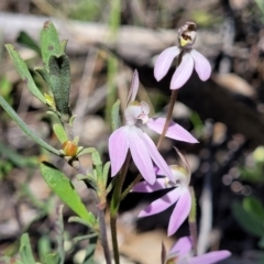 Caladenia carnea at Molonglo Valley, ACT - suppressed