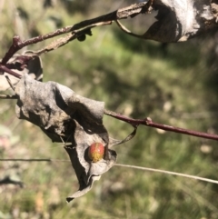 Paropsisterna fastidiosa (Eucalyptus leaf beetle) at Bruce, ACT - 4 Oct 2021 by Dora