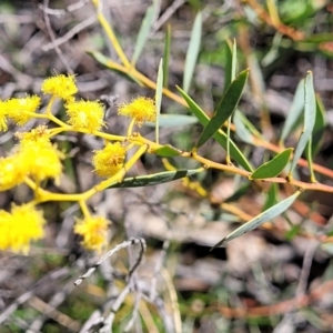 Acacia buxifolia subsp. buxifolia at Molonglo Valley, ACT - 4 Oct 2021