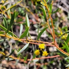 Acacia buxifolia subsp. buxifolia at Molonglo Valley, ACT - 4 Oct 2021