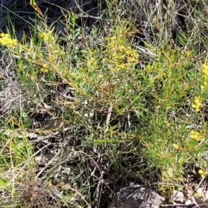 Acacia buxifolia subsp. buxifolia at Molonglo Valley, ACT - 4 Oct 2021