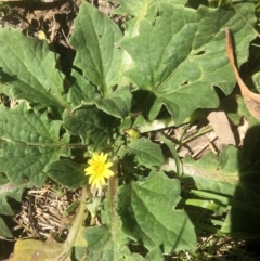 Cymbonotus sp. (preissianus or lawsonianus) (Bears Ears) at Bruce, ACT - 4 Oct 2021 by Dora