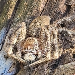 Neosparassus calligaster at Denman Prospect 2 Estate Deferred Area (Block 12) - 4 Oct 2021 12:41 PM