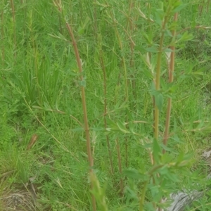 Hypericum perforatum at Majura, ACT - 3 Oct 2021 05:35 PM