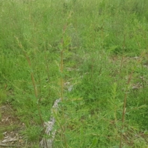 Hypericum perforatum at Majura, ACT - 3 Oct 2021 05:35 PM