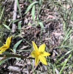 Bulbine bulbosa (Golden Lily) at Bruce, ACT - 4 Oct 2021 by Dora