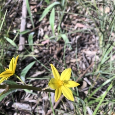 Bulbine bulbosa (Golden Lily) at Bruce Ridge to Gossan Hill - 4 Oct 2021 by Dora