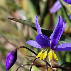 Stypandra glauca (Nodding Blue Lily) at Molonglo Valley, ACT - 4 Oct 2021 by tpreston