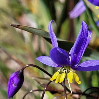 Stypandra glauca (Nodding Blue Lily) at Denman Prospect 2 Estate Deferred Area (Block 12) - 4 Oct 2021 by tpreston