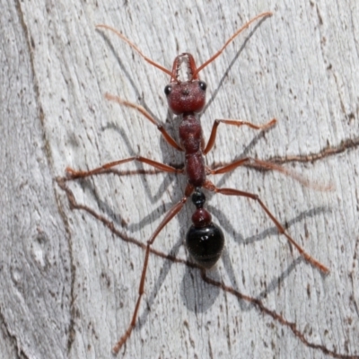 Myrmecia simillima (A Bull Ant) at Mount Clear, ACT - 3 Oct 2021 by rawshorty