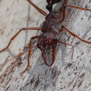 Myrmecia simillima at Mount Clear, ACT - 3 Oct 2021