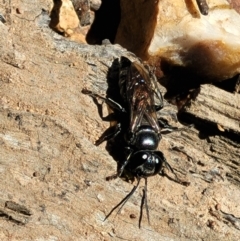 Crabronidae (family) (Sand wasp) at Denman Prospect, ACT - 4 Oct 2021 by trevorpreston
