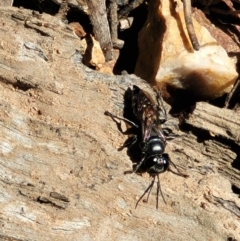 Crabronidae (family) at Denman Prospect, ACT - 4 Oct 2021 12:45 PM