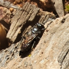 Crabronidae (family) at Denman Prospect, ACT - 4 Oct 2021 12:45 PM