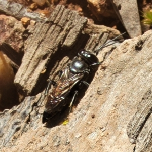 Crabronidae (family) at Denman Prospect, ACT - 4 Oct 2021 12:45 PM