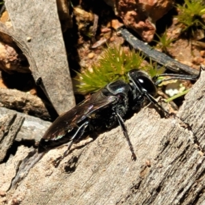 Crabronidae (family) at Denman Prospect, ACT - 4 Oct 2021 12:45 PM