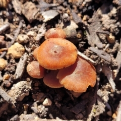 Unidentified Cap on a stem; gills below cap [mushrooms or mushroom-like] at Denman Prospect, ACT - 4 Oct 2021 by tpreston