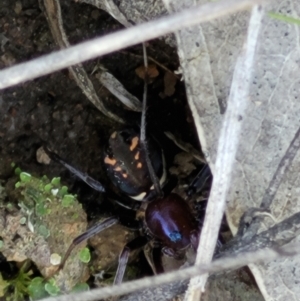 Habronestes sp. (genus) at Denman Prospect, ACT - 4 Oct 2021