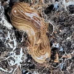 Fletchamia quinquelineata (Five-striped flatworm) at Denman Prospect 2 Estate Deferred Area (Block 12) - 4 Oct 2021 by tpreston