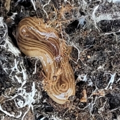 Fletchamia quinquelineata at Molonglo Valley, ACT - 4 Oct 2021