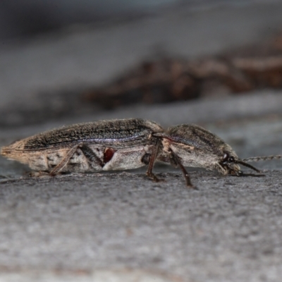 Elateridae sp. (family) (Unidentified click beetle) at Mount Clear, ACT - 3 Oct 2021 by rawshorty