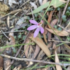 Caladenia carnea (Pink Fingers) at Mittagong, NSW - 3 Oct 2021 by KarenG