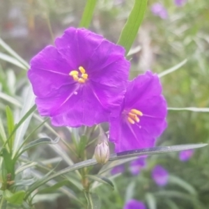 Solanum linearifolium at Watson, ACT - 3 Oct 2021