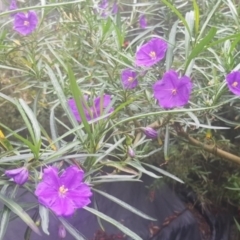 Solanum linearifolium at Watson, ACT - 3 Oct 2021