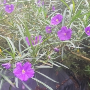 Solanum linearifolium at Watson, ACT - 3 Oct 2021 03:43 PM