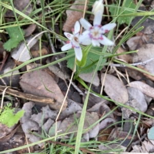 Wurmbea dioica subsp. dioica at Watson, ACT - 3 Oct 2021 11:20 AM