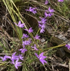 Glossodia major (Wax Lip Orchid) at Aranda, ACT - 2 Oct 2021 by Jenny54