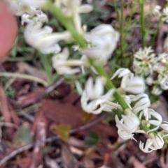 Stackhousia monogyna (Creamy Candles) at Molonglo Valley, ACT - 2 Oct 2021 by Jenny54