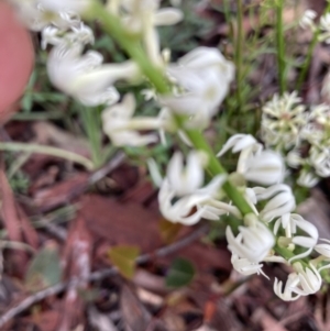 Stackhousia monogyna at Molonglo Valley, ACT - 3 Oct 2021