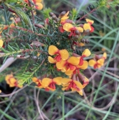 Dillwynia phylicoides (A Parrot-pea) at Watson, ACT - 2 Oct 2021 by Jenny54