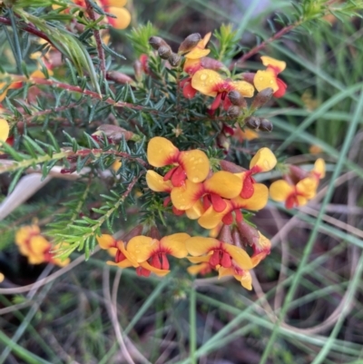Dillwynia phylicoides (A Parrot-pea) at Watson, ACT - 2 Oct 2021 by Jenny54