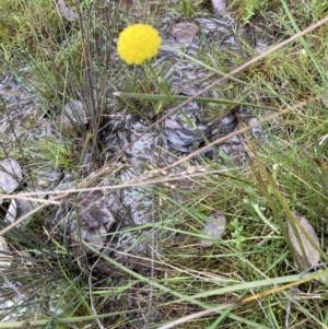 Craspedia variabilis at Aranda, ACT - suppressed