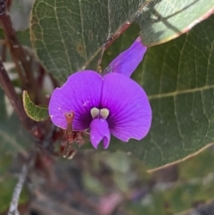 Hardenbergia violacea (False Sarsaparilla) at Jerrabomberra, NSW - 4 Oct 2021 by Steve_Bok