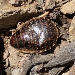Calolampra sp. (genus) (Bark cockroach) at Jerrabomberra, NSW - 4 Oct 2021 by SteveBorkowskis