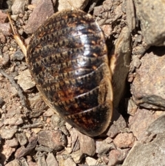 Calolampra sp. (genus) at Jerrabomberra, NSW - 4 Oct 2021